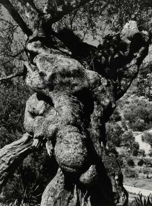 Uralter Olivenbaum auf Mallorca