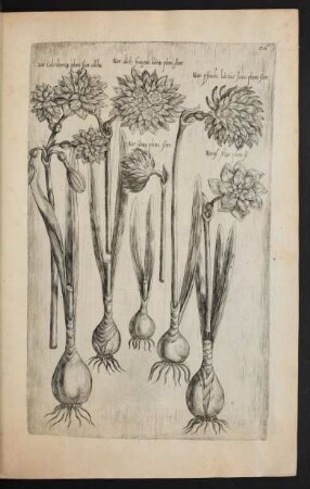 Taf. 26. [Narcissus]