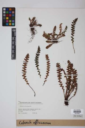 Ceterach officinarum DC.