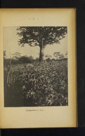 Baumwollfeld in Togo.