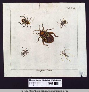 Hemiptera: Cimex.