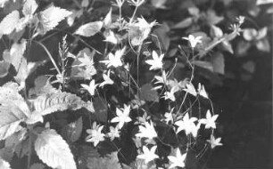 Triebischtal-Tanneberg. Glockenblumen an der Triebisch bei der Eulenmühle