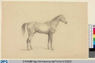 Studie eines Pferdes
