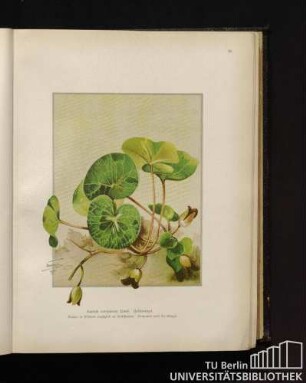 Azarum europaeum Linné. Haselwurzel.