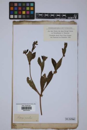 Asperugo procumbens L.