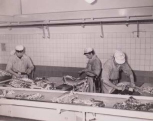 Aufhauen des Fleisches : Dresden, VEB Vereinigte Fleisch- und Wurstwerke. Aufhauen des Fleisches