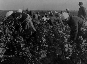 Rheinpfalz. In einem Weinberg. Frauen bei der Weinlese an Rebstöcken