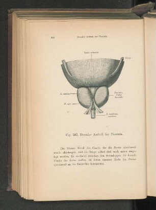 Fig. 382. Dorsaler Antheil der Prostata.