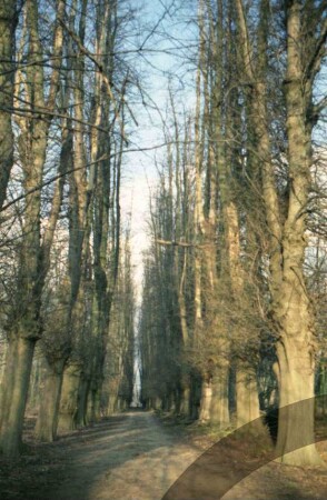 Jersbeker Park: Lindenallee