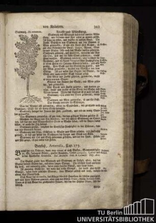 Cap. 173. Beyfuß, Artemisia.