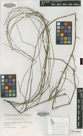 Equisetum ramosissimum Desf.