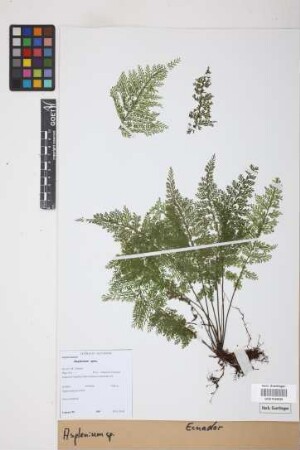 Asplenium L.