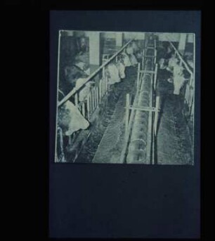Fotografie: Milchviehhaltung, Anbindehaltung, Fütterungstechnik, Trogschnecke