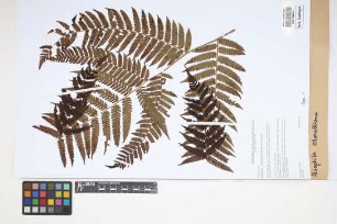 Alsophila odonelliana (Alston) Lehnert