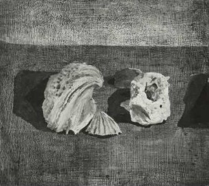Muscheln und Stein