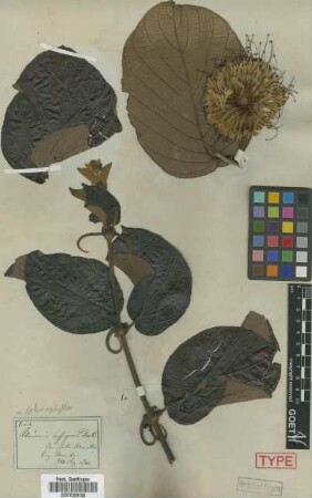 Uncaria insignis Bartl. ex DC.[lectotype]