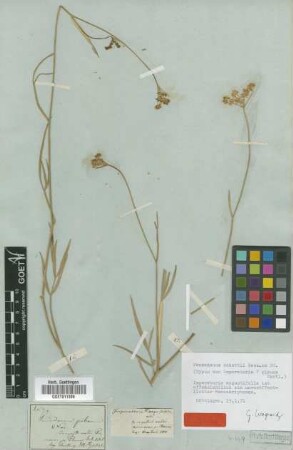 Imperatoria glauca Bartl. [type]