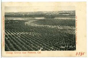 Orange Groves near Pomona, Cal.