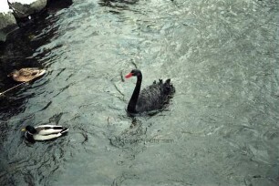 Heiligengeiststraße: Zusammenfluss von Trave und Stadtarm: in der Mitte ein schwarzer Schwan im Winter