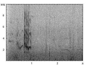 Brandseeschwalbe | Thalasseus sandvicensis - Ruf