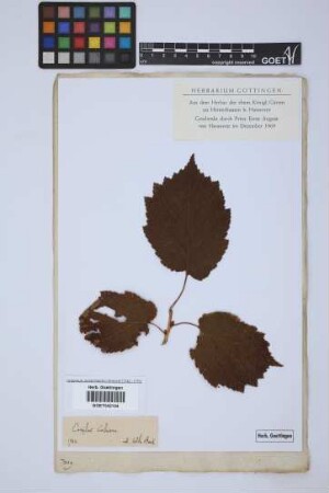 Corylus colurna L.