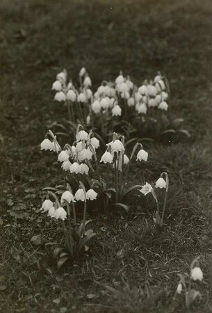 Frühlingsknotenblume (Leucojum vernum), auch Märzenbecher, Märzbecher, Märzglöckchen oder Großes Schneeglöckchen genannt, im Polenztal