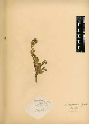 Cruciferae Enarthrocarpus lyratus Forsskål, Pehr, 1732-1763 [El-fauwar (Quelle)]