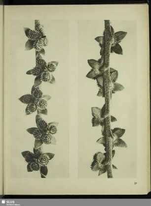 Cynoglossum officinale. Hundszunge. Samenähren in 8facher Vergrößerung