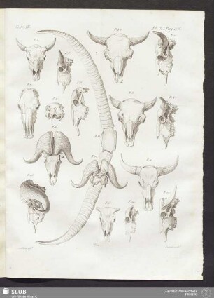 Pl. X. pag. 166
