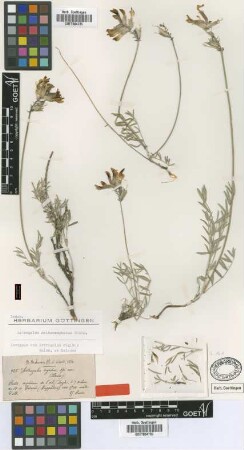 Astragalus rigidus Boiss. & Balansa [isotype]