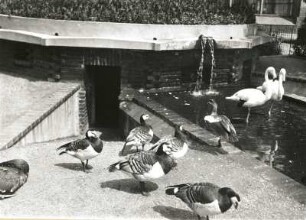 Zoologischer Garten Leipzig. Flamingoweiher, Nordende mit Eingang zu den Vogelunterkünften. Witwenpfeifgänse (Dendrocygna viduata), Nilgans (Chenalopex aegyptiacus) und Rosaflamingos (Phoenicopterus roseus) in einem Freigehege