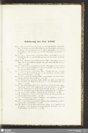 Erklärung der Taf. XXIII
