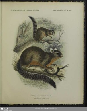 Sciurus sarasinorum, A.B. Meyer; nat. Grösse u. 1/2 nat. Grösse