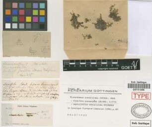 Amphiolanthus arenarioides Griseb.[holotype]