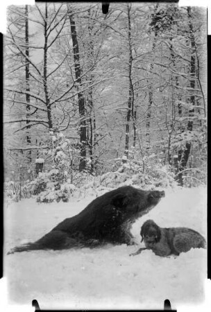 Jagdwild