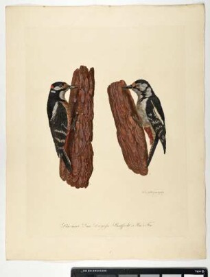 Picus Maior. Linn. Der grosse Buntspecht. 1. Mas. 2. Fem. - Buntspecht. Dendrocopos major;mas. fem. Zeichner und Stecher: Ambrosius Gabler