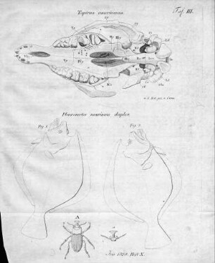 Tafel 3 zu Isis Heft X. 1829