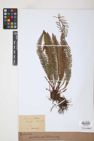 Blechnum spicant (L.) F.W.Weiss