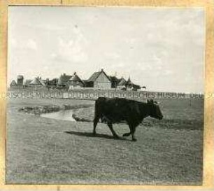 Eine Kuh auf einer Wiese mit einer Flussmündung und mehreren Häusern im Hintergrund