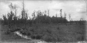 Bäume an einem Bachlauf : Blick auf Bachlauf mit Baumbestand, u.a. Birken.