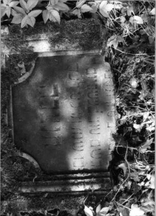 Grabstein 435 (Index: 99792003) Material: Sandstein Zustand: gut, Stele liegend, oberer Teil der Stele fehlt Maße HxBxT: 66x65x20 cm Beschreibung: Stele, Schriftfeld eingetieft Symbolik: Blüten: Grabstein 435 (Detailaufnahme)