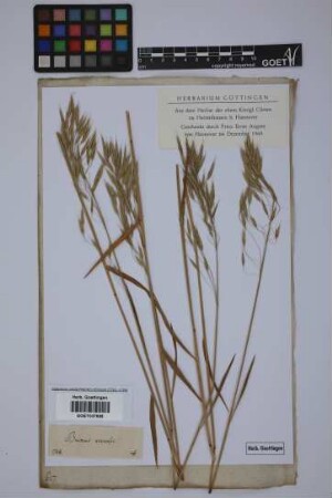 Bromus arvensis L.