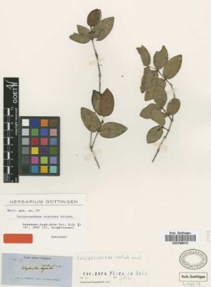 Calyptranthes rostrata Griseb. [isolectotype]