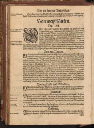 Von weiß Wicken, Cap. XVII