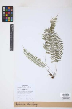 Asplenium thunbergii Kunze