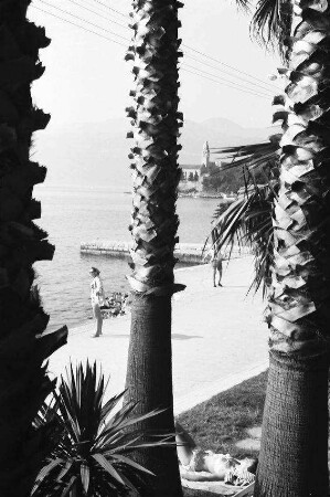 Lopud: Strand, Durchblick durch Palmenhain