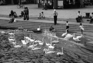 Überlingen: Anlegeplatz mit Treppe und Schwänen