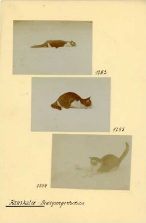 Hauskatze : Hauskatze (Felis silvestris catus Linnaeus) beim Anschleichen im Schnee.
