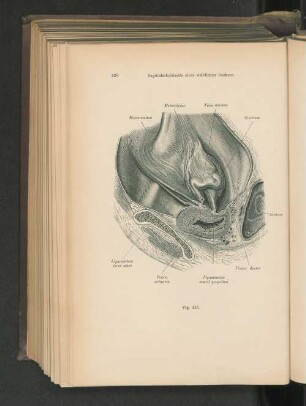 Fig. 445. Sagittalschnitt eines weiblichen Beckens.