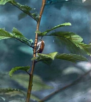 Insekten. Maikäfer (Melolontha)